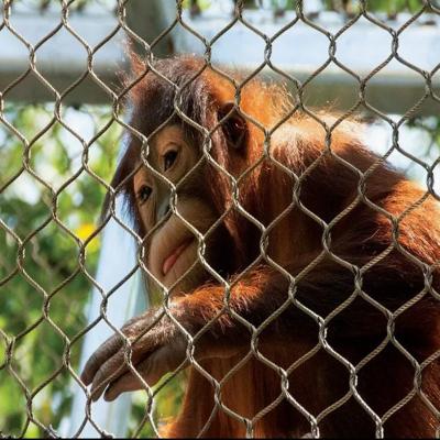 China Edelstahl-Ferrule-Kabel-Drahtnetz für Sicherheitsnetz im Zoo Material Typ 304/316 Öffnungsgröße 50*50 zu verkaufen