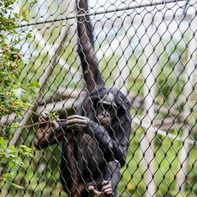 Cina Acciaio inossidabile Griglia di filo flessibile Griglia di pappagallo Griglia di uccello aviario in vendita