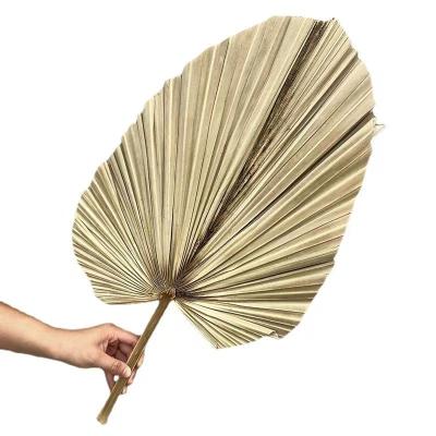 China Eco-friendly Classic Style Dry Palm Fan To Wedding Decoration for sale