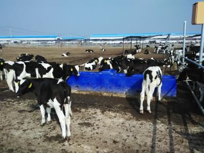 China High quality pasture  4m Blue Thermo Six-Hole drinking Waterer  for animals  (with cover and balls) made of LLDPE for sale