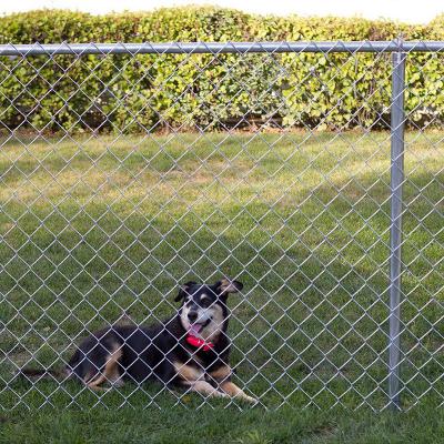 China 2 Inch Mesh Hole 75x75mm Metal Chain Link Fence 9 Gauge Galvanized Garden for sale