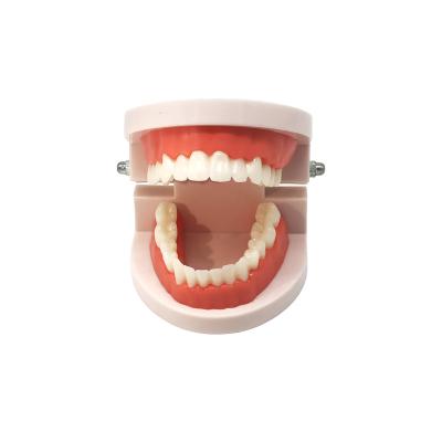 China Standard Technique Tooth Model 1:1 Doctor-Patient Teaching Aids/Communication/Display (Soft Erasers for 28 Teeth) for Teaching and Brushing Practice for sale