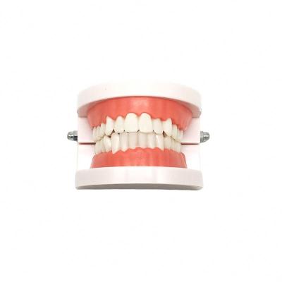 China Teaching aids / high quality doctor-patient communication equipment standard tooth model / display factory wholesale with 28 teeth for sale