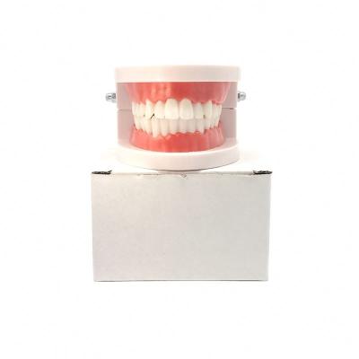 China Teaching aids/doctor-patient communication/show small medical dental human tooth hygiene model for educational model for sale