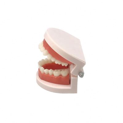 China Teaching Aids/Doctor-Patient Communication/Tooth Model Dental Model (Standard Display Technique Soft Gums for 28 Teeth) for sale