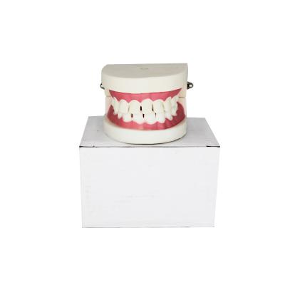 China Teaching Aids / Communication / Doctor-Patient Display Dental Care Teeth Model Teaching Dentist Demonstration Tooth Model for sale