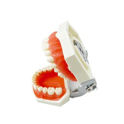 China Detachable Teaching Model Study Training Practice Dental Tooth Model With 28PCS Teeth for sale