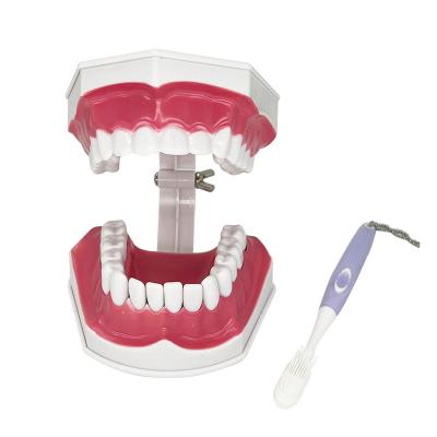 China Teaching aids/doctor-patient communication/standard practical tooth implant display model for teaching for sale