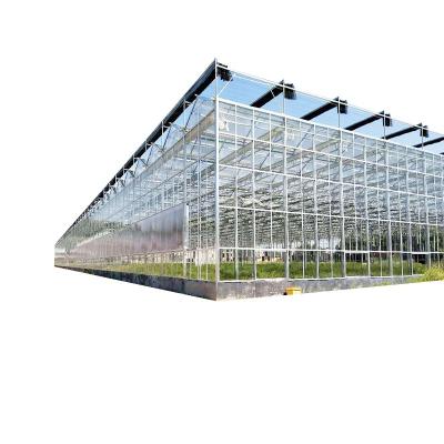 China Saudi Arabia GLASS GREENHOUSE for sale