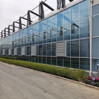 China Hight Quality Float Glass Greenhouse with Cooling System for sale