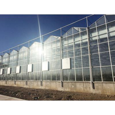 China Poly Tunnel Greenhouse High Tunnel Vegetable Seeds Greenhouse for sale