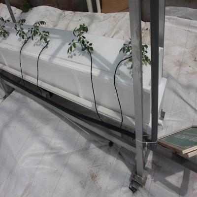 China Hydroponic Strawberry Growing Systems Multi Span Type Greenhouse for sale