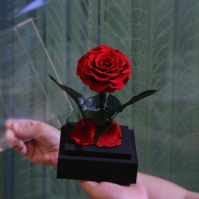 China Natural Rose Acrylic box preserved flowers roses with wooden base for sale