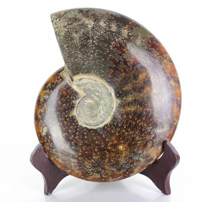 China China Wholesale Natural Ammonite Specimen Snail Conch Fossil Mineral Fossil For Decoration for sale