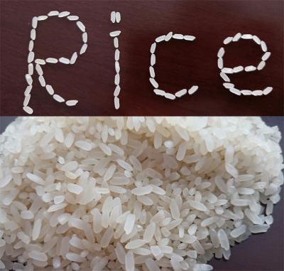 China White Rice Processing Popular 20tons Combined Rice Mill Machine Price Mini Rice Mill / Prices In Ghana for sale