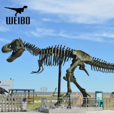 China Theme Park Museum Display Size Real Dinosaur Skeleton Fossil for sale