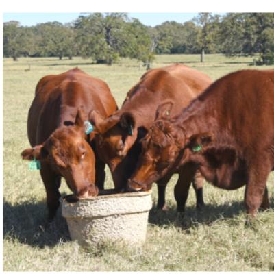 China Factory Eco Custom Design Molded Recycled Pulp Tray Or Tub For Feeding Cattle for sale