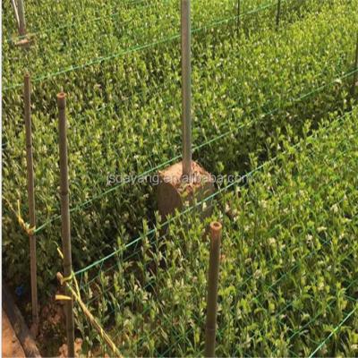 China Monofilament Plant Fruit Climbing Frame Garden Fence Agricultural Net And High Quality for sale