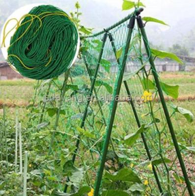 China 100% Virgin HD PE MESH PEA BEAN PLANT CLIMBING POLYPROPYLENE STRONG MANUFACTURING for sale