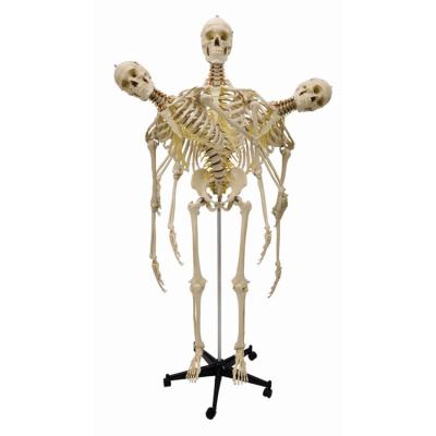 China Festival Halloween High Quality Plastic Life Size Skeleton for sale