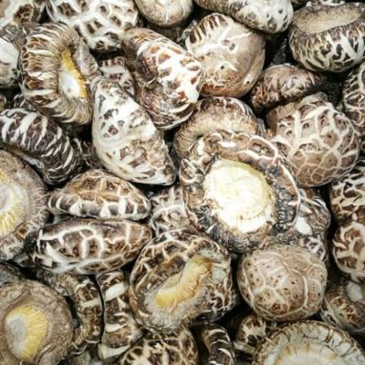 China Export Price High Quality Cheap Dried Flower Edible Dried Mushroom for sale