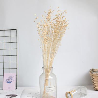 China Wedding Flower Arrangements Wholesale Home Decor Salon Preserved Flower Bouquet Long Lasting Dry Jequirity for sale