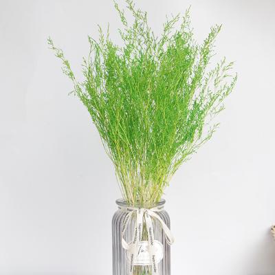 China Foliage Sea Lavender Flower Plant Dried Flower Preserved Immortal Limonium For Flower Arrangement Preserved Sea Lavender for sale