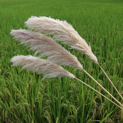 China Wedding / Home Decor Wedding Decoration Wedding Flower Real Natural Big Dry Creams Gray White Large Tall Fluffy Beige Pampas Flower Dried Pampas Grass For Sale for sale