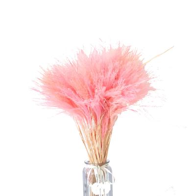 China Home Decoration Dried Plants Dried Bouquet Dried Bouquet Keep Pampas Grass Dried Flower for sale