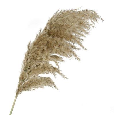 China Wholesale Natural Reed Multicolor Vase Flower Pampas Grass Arrangement Party Decoration for sale