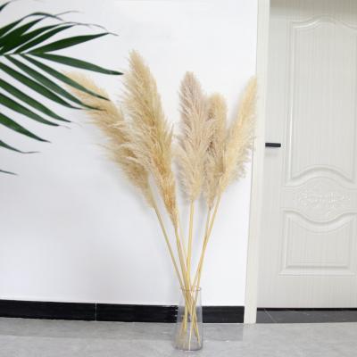 China Wedding/Home Decoration Natural Dry Pampas Grass 2021 New Spring Long Pampas Feather Extra Fluffy Wedding Centerpiece Decoration Large Large for sale