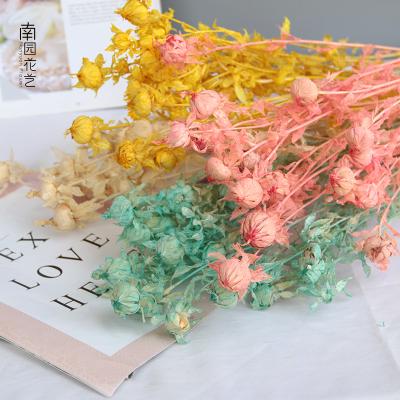 China Beautiful Gift Wedding Dry Flower Bouquet DIY Plants Wholesale Dry Dried Flower Home Decor Colorful Warm Home Decor for sale