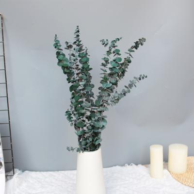 China Hot Sales Durable Preserved Real Dry Everlasting Flower And Plants Preserved Leaves Fresh Eucalyptus Garland Eucalyptus Leaves Natural for sale