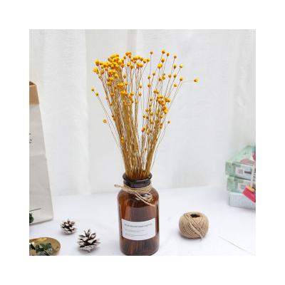 China Photographic Props Home Furniture Wholesales Embossed Preserved Flowers Dried Flowers Brazil Daisy for sale