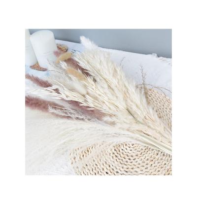 China Indoor Decoration Indoor Fluffy Pampas Grass Natural Miniature Dry Pampas Grass Flower Combination Decoration for sale