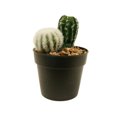 China PE Artificial Succulent Plants In Plastic Modern Home Decor Faux Potted Greenery for sale