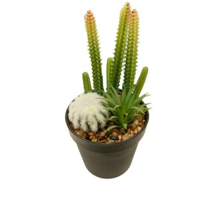 China Succulent Succulents Minimalist Indoor Potted Artificial Plant Decoration Natural Cactus Plant for sale