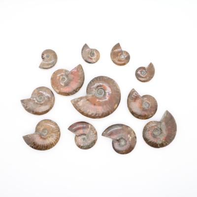 China Europe in Natural Specimen Quartz Healing Ammonite Specimen Crystal Stones with Natural Rainbow Lightning for Home Decoration for sale