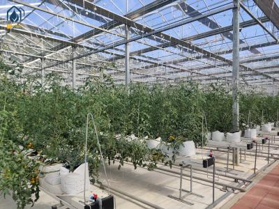 China Sistema hidropónico agrícola para tomates en venta