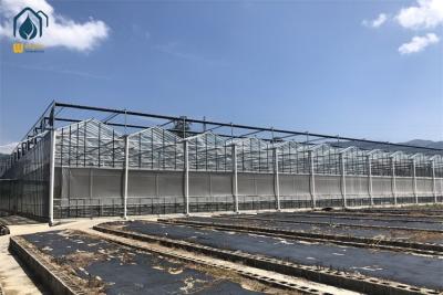 China Hot Galvanized Steel Pipe Tempered Glass Greenhouse 8m 9.6m 12m Span Width for sale