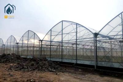 China Agricultural PE Film Multi Span Greenhouse With Metal Frame 8m / 9.6m Span Width for sale