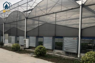 China Modern Large Multi Span Greenhouse With Hydroponic System For Phalaenopsis Mochis Planting for sale