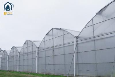 Cina Serre a larga scala per l'idroponica multi-span per gli agricoltori moderni in vendita