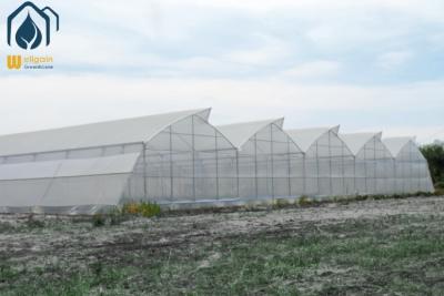 China Modern Agriculture Tropical Multi Span Greenhouse Easy Setup Low Maintenance for sale