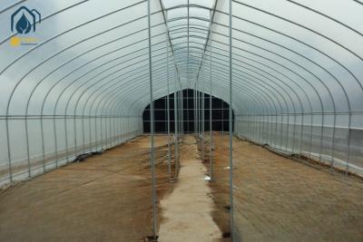 China Estufas de túnel único e durável para plantação hidropónica de vegetais e frutas à venda