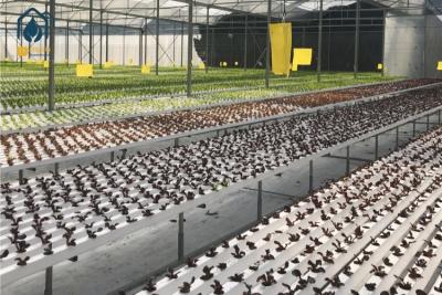 China Sistema de cultivo hidropônico NFT Canal de plástico para uso doméstico e comercial à venda