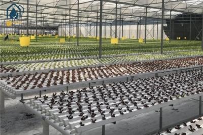 China Sistema de cultivo hidropônico NFT inteligente Kit de cultivo de plantas comercial e de jardim interior à venda