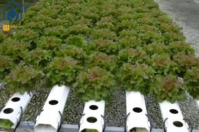 Chine Système de culture hydroponique en serre NFT pour la croissance des plantes agricoles sans sol à vendre