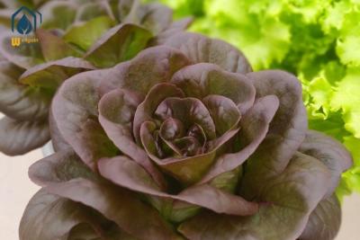 China PVC-hydroponisch kweekstelsel NFT-buizen voor het planten van bladgroenten in kas Te koop