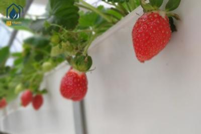 China Greenhouse Trapezoidal PVC Strawberry Growing Troughs Vertical Tomato Growing Trough for sale